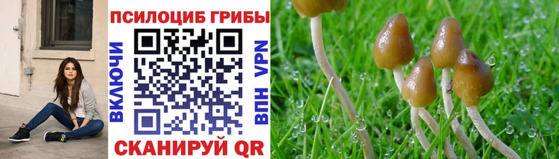 где купить наркотик Пенза Псилоцибиновые грибы MAGIC MUSHROOMS